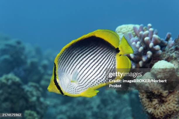 blackback butterflyfish (chaetodon melannotus) swimming over coral reef, red sea, aqaba, kingdom of jordan - butterflyfish stock pictures, royalty-free photos & images