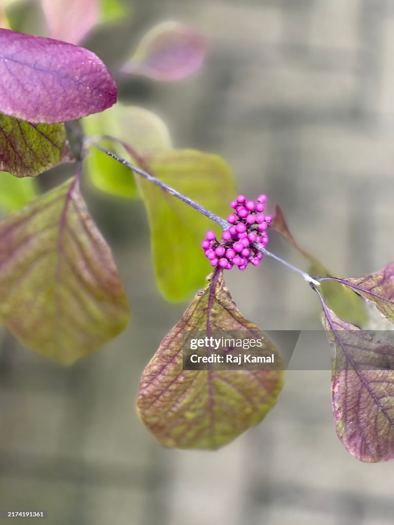 Leaves Purple American beautyberry (Callicarpa Americana) with purple berries on in close up