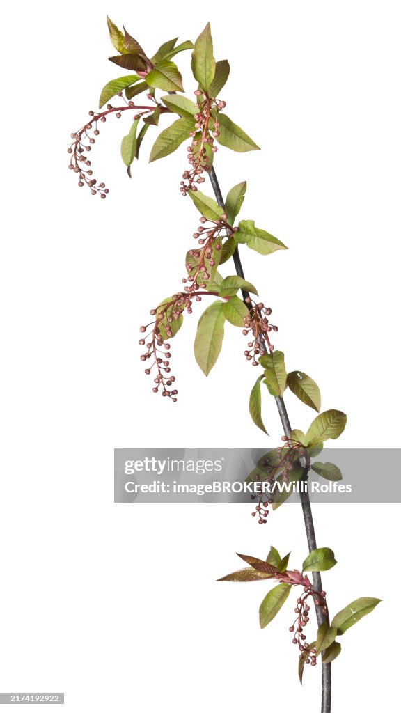 Black cherry (Prunus serotina), cropped, white background
