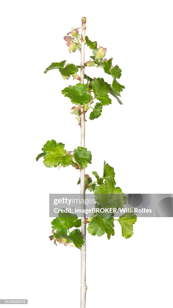Jostaberry (Ribes × nidigrolaria), cropped, white background
