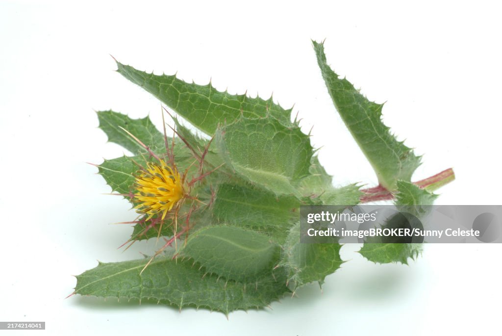 Benedicte (cnicus benedictus) herb, cardobedicte, benedicte thistle, benedicte cardoon, benedicte root, bitter thistle, st. benedict's thistle (Centaurea benedicta), bornwort, thistle herb, spider thistle or viper's bugloss. Medicinal plant