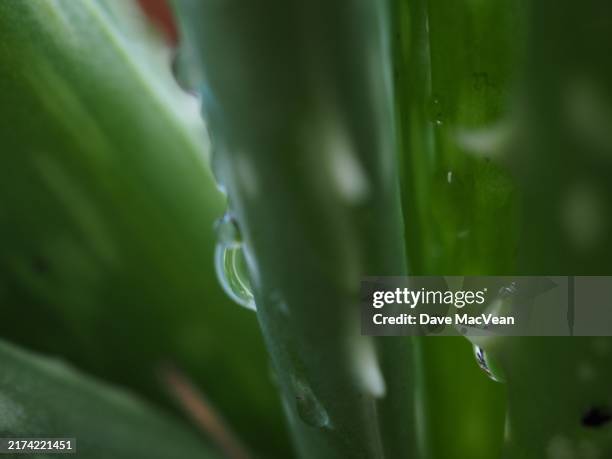 raindrops on aloe vera - carolina vera stock pictures, royalty-free photos & images