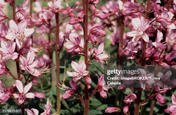 diptam, also known as ashwort or dittany (dictamnus albus), regarded as a medicinal plant in antiquity and the middle ages - dictamo branco imagens e fotografias de stock