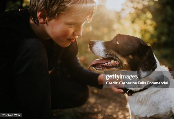 a little boy kneels beside his mixed breed dog, affectionately holding his collar, praising and encouraging the pup - face à face photos et images de collection