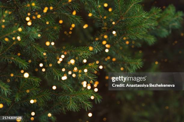 green christmas tree branches with glowing lights from garlands - picea abies stock pictures, royalty-free photos & images