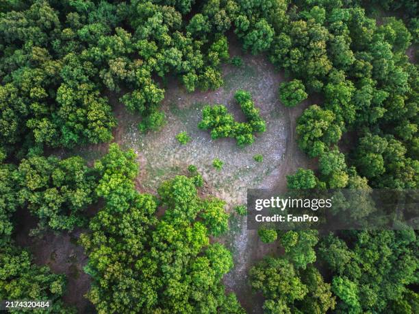 aerial view of forest and clearing - glade stock pictures, royalty-free photos & images