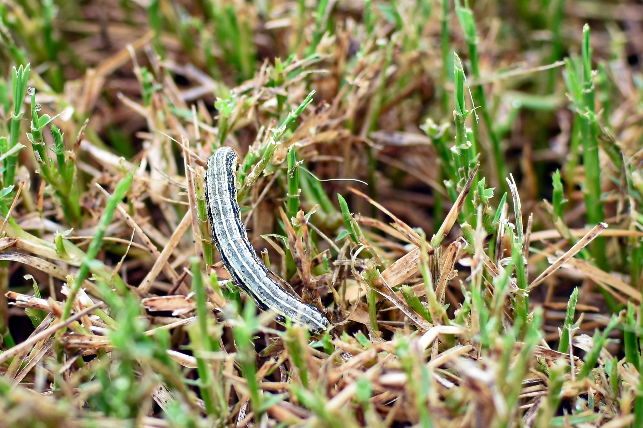 bermudagrass lawn