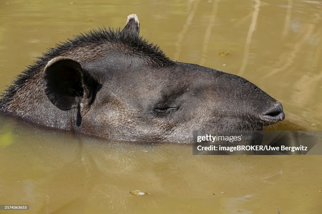 Close-up of a Tapir resting in a muddy pond, facing to camera, Pantanal Wetlands, Mato Grosso, Brazil, South America