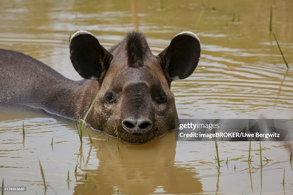 Close-up of a Tapir resting in a muddy pond, facing to camera, Pantanal Wetlands, Mato Grosso, Brazil, South America