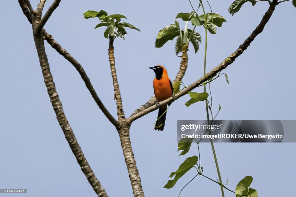 Orange-backed Troupial perched on a bare tree against blu sky, Pantanal Wetlands, Mato Grosso, Brazil, South America
