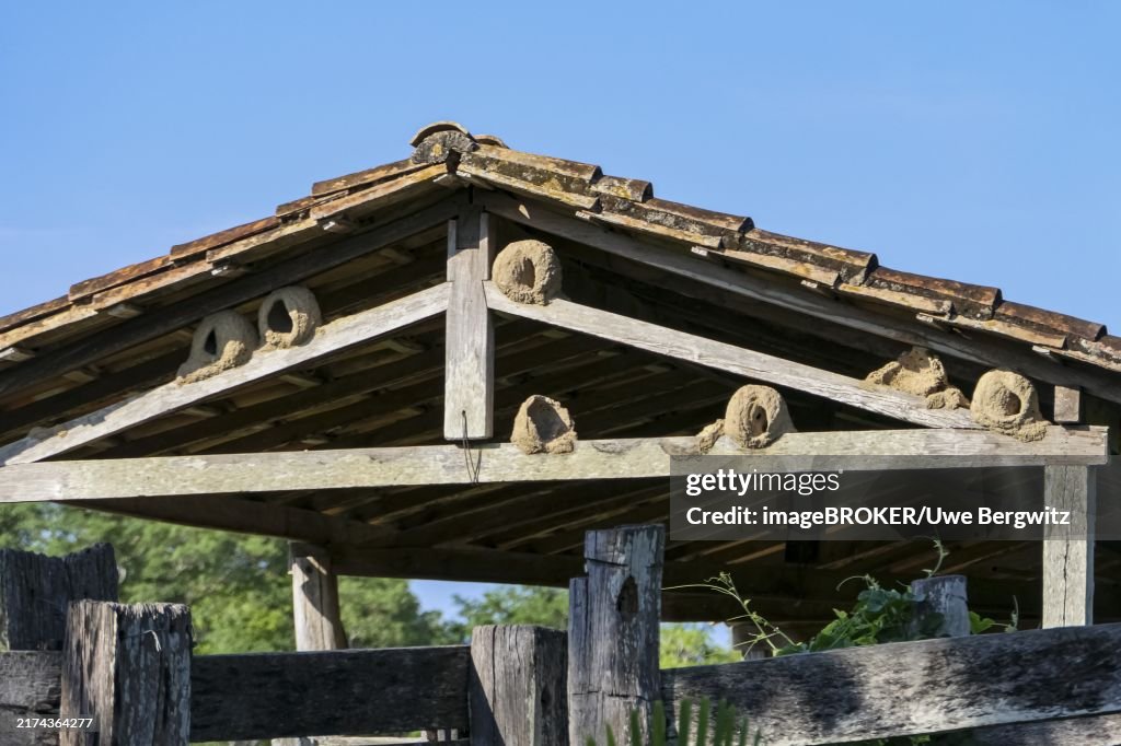 Clay nests of Rufous hornero birds in the roof of a barn in sunshine, Pantanal wetlands, Mato Grosso, Brazil, South America