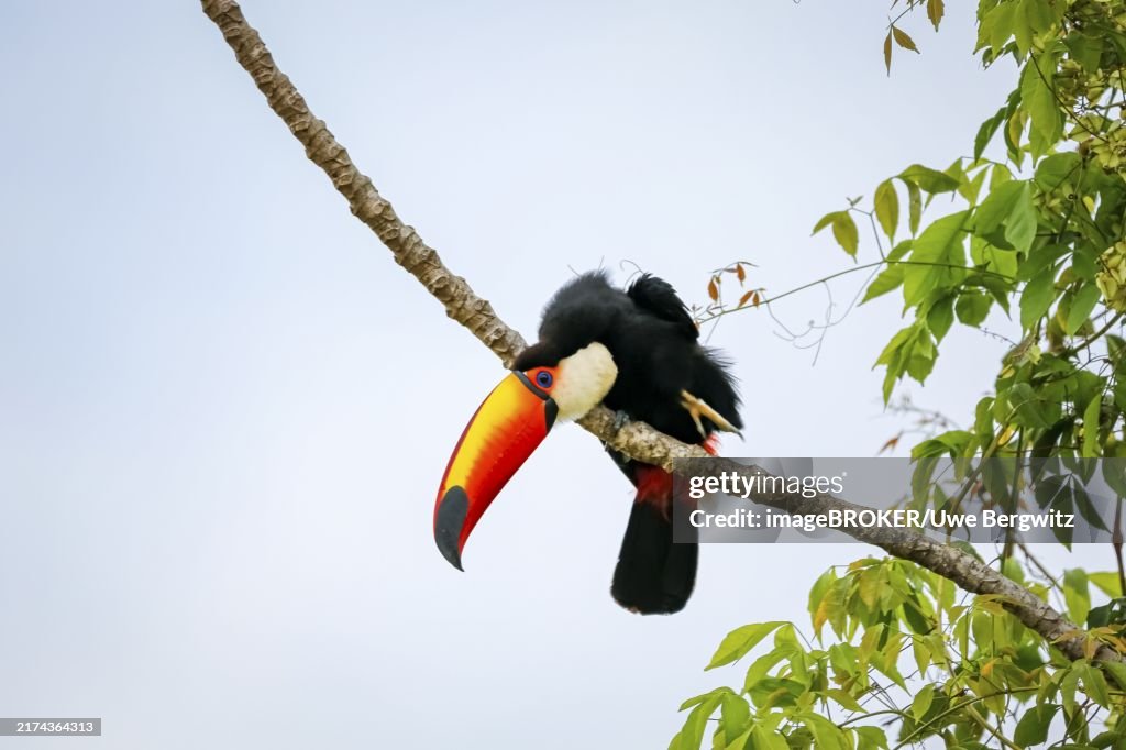 Close-up of a Toco toucan on bare branch against bright sky, Pantanal Wetlands, Mato Grosso, Brazil, South America