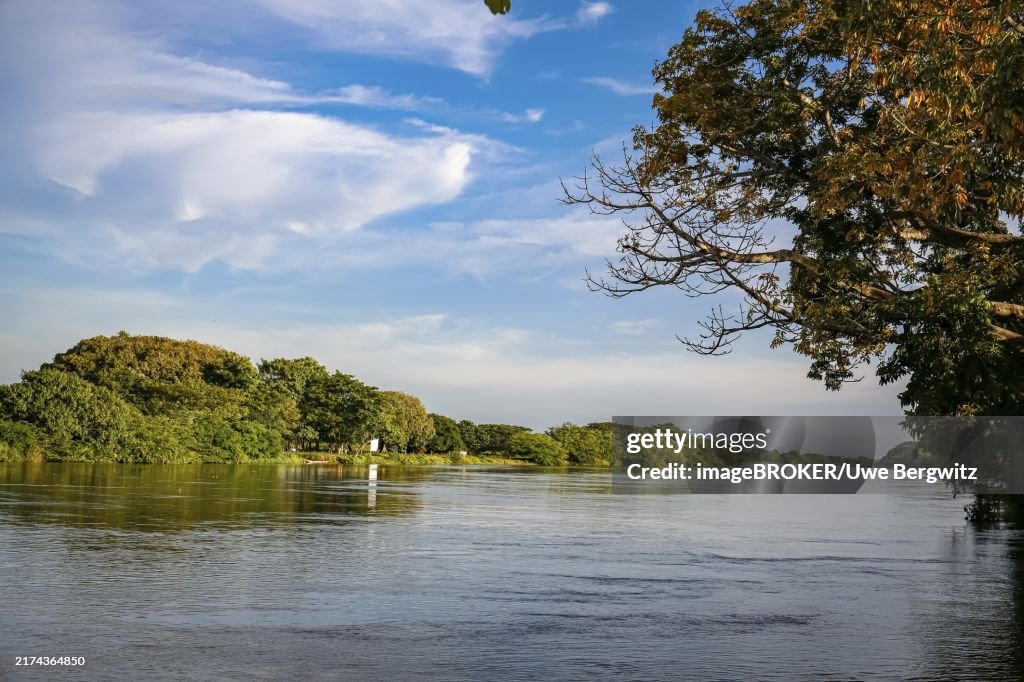 View to Brazos de Mompos (river) in warm afternoon light, tree in foreground and green riverbank, Santa Cruz de Mompox
