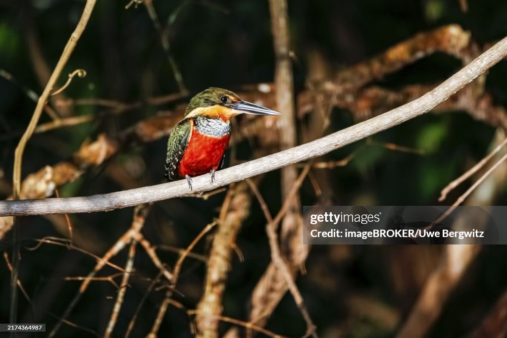 Close-up of a Green-and-rufous Kingfisher perched on a branch, looking for prey, Pantanal Wetlands, Mato Grosso, Brazil, South America