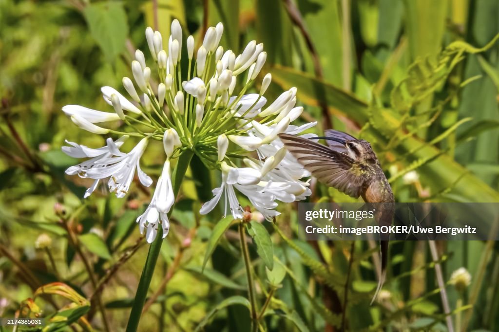 Planalto hermit hummingbird sucking nectar on a white blossom in flight, wings forward, against green background, Caraca natural park, Minas Gerais, Brazil, South America