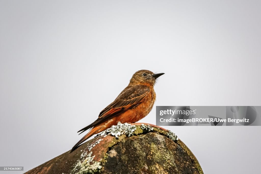 Colorful Swallow flycatcher perched on a rooftop against bright background, Caraca natural park, Minas Gerais, Brazil, South America