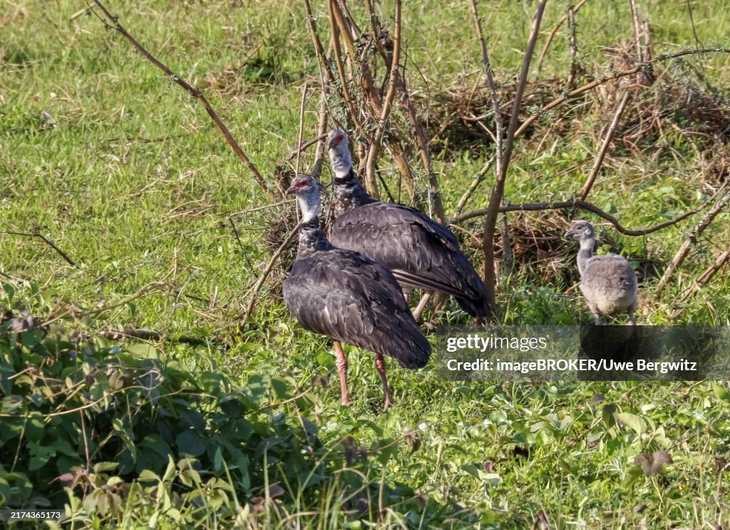 Family of Southern screamers with baby in green grass, Pantanal Wetlands, Mato Grosso, Brazil, South America