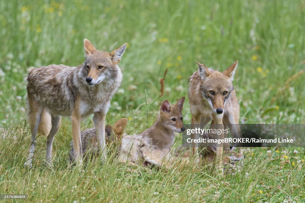 Kojote (Canis latrans), family group with young animals, captive