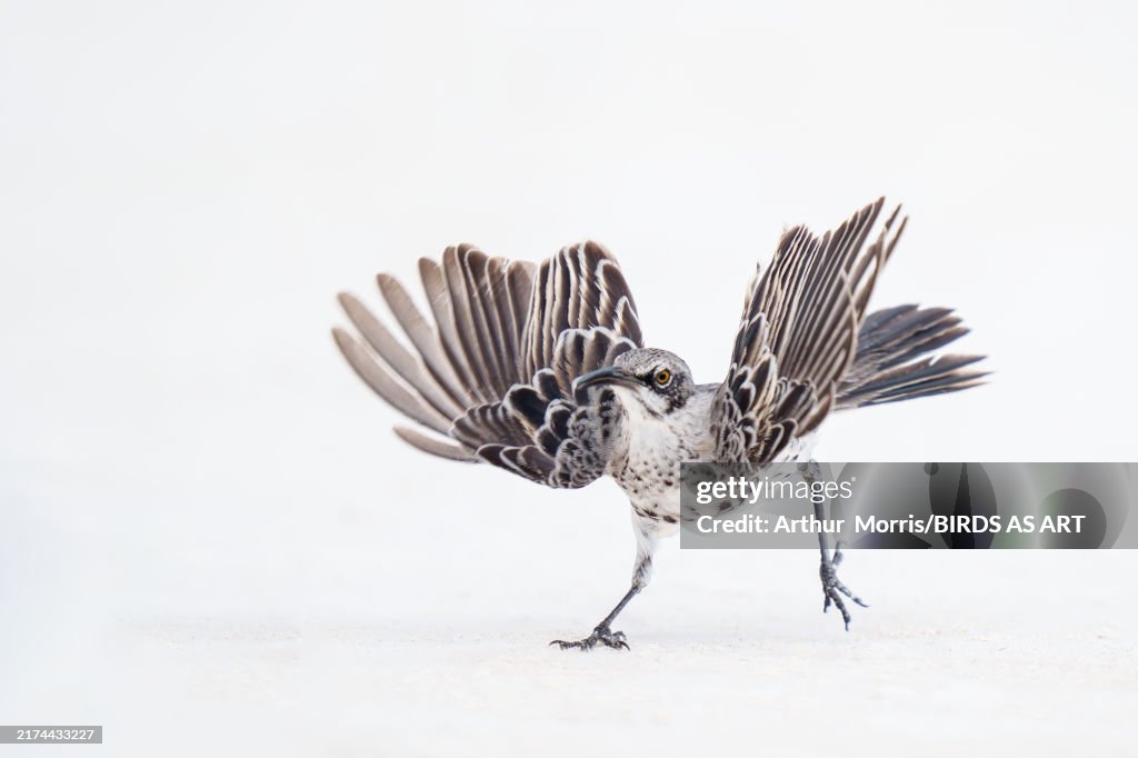 Hood Mockingbird running