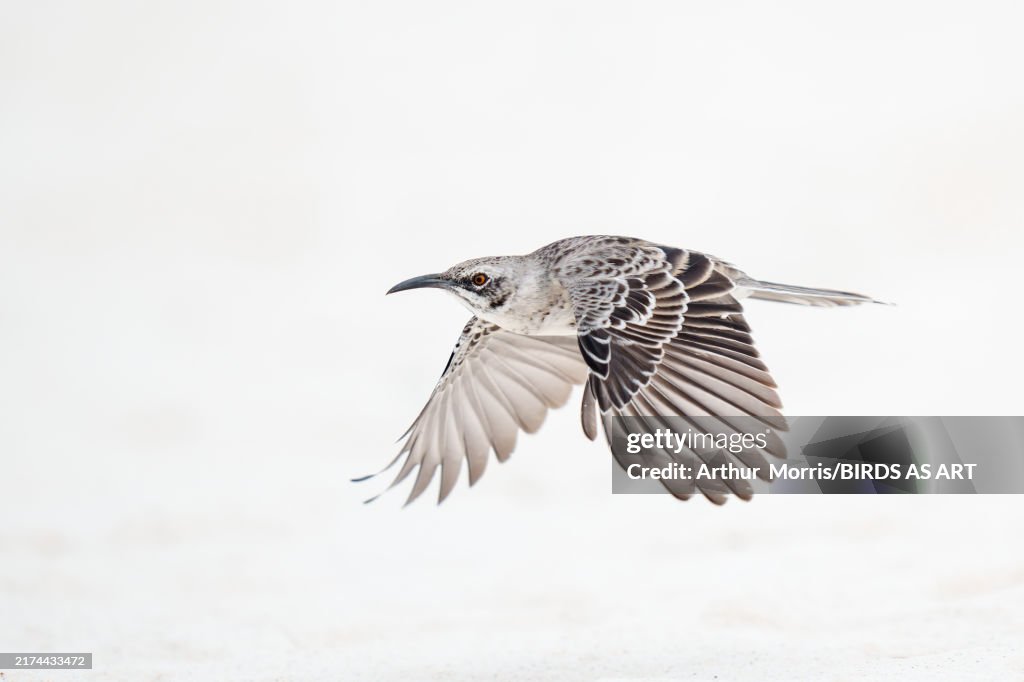 Hood Mockingbird in flight