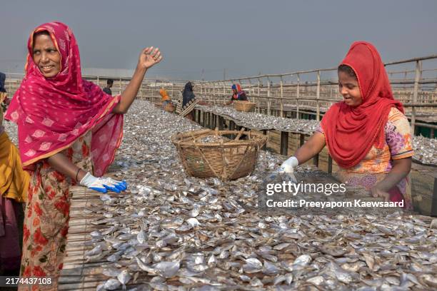 dried fish processing in bangladesh. - bangladesh stock pictures, royalty-free photos & images