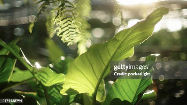 green environment. - planta de casa imagens e fotografias de stock