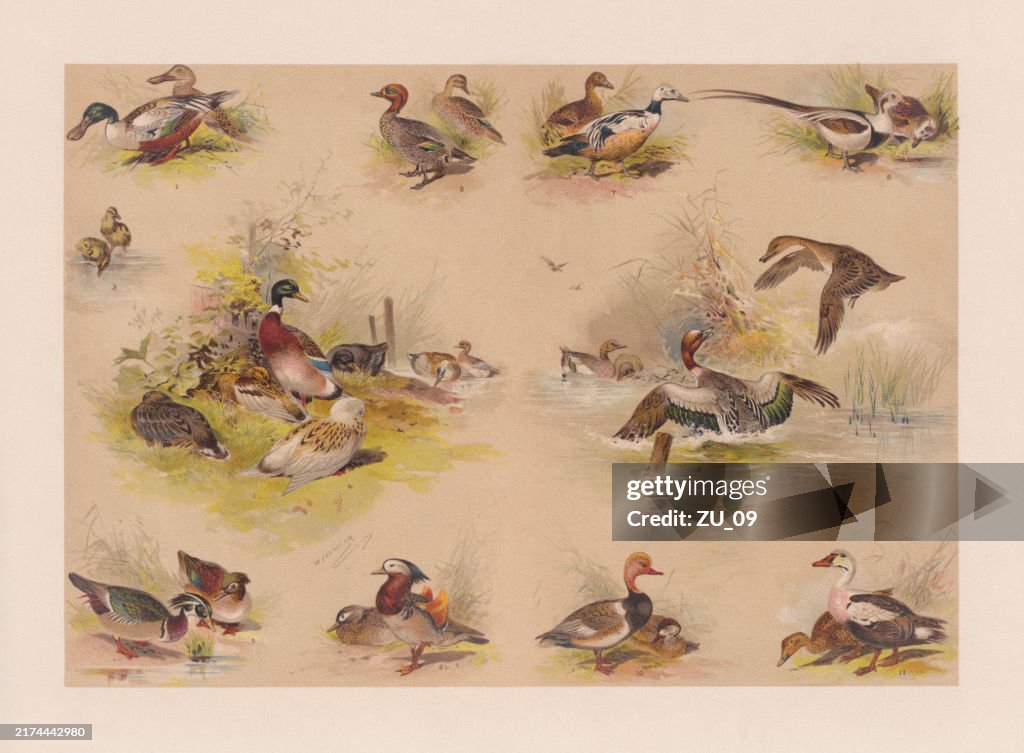 Espécies de patos, cromolitografia, publicado em 1900