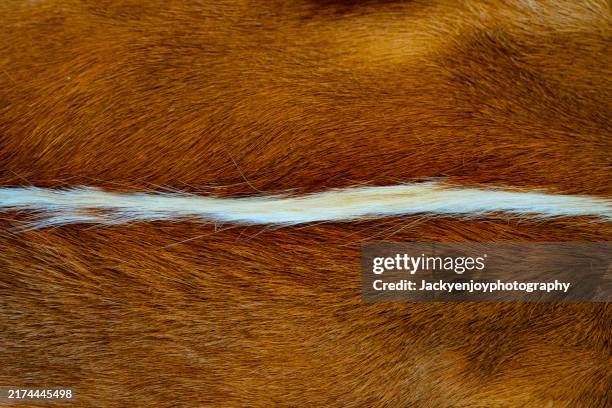 texture of animal skin for patterns and backgrounds. - animal markings stock pictures, royalty-free photos & images