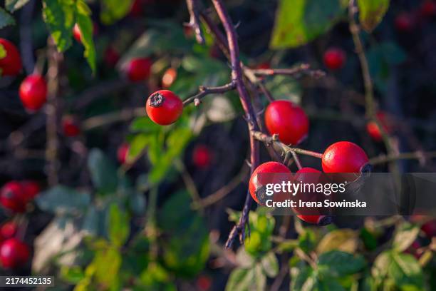 rosehips - rose hip stock pictures, royalty-free photos & images