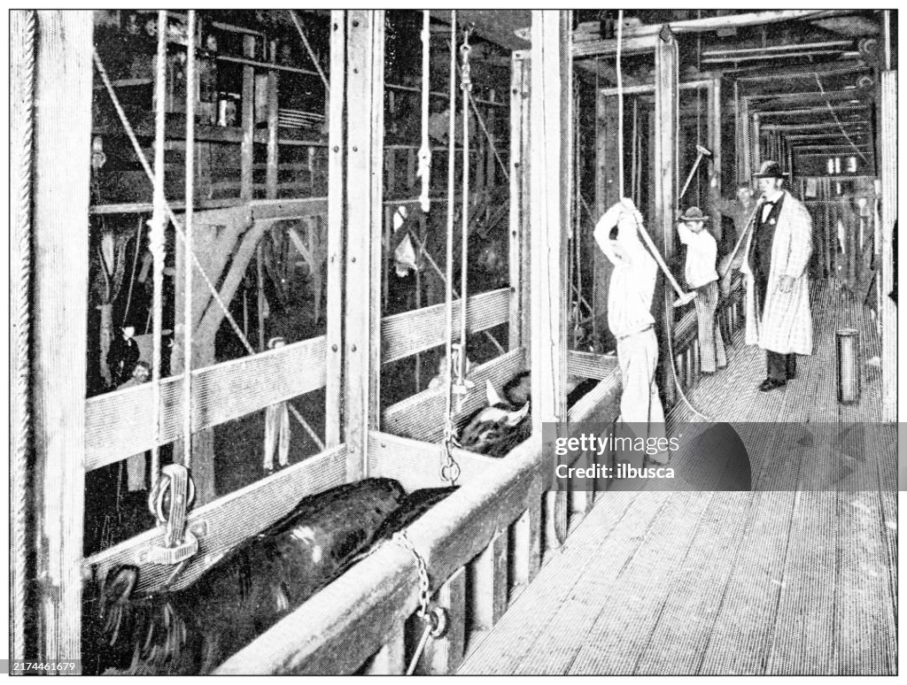 Antique image: Food industry, meat slaughterhouse