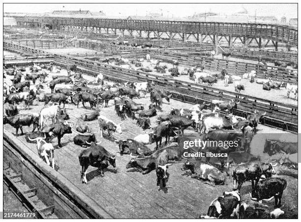 antique image: food industry, meat slaughterhouse, cattle - meatpacking district stock illustrations