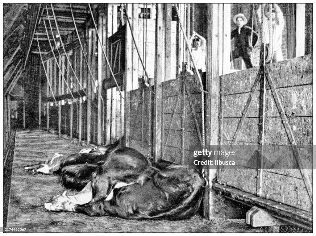 Antique image: Food industry, meat slaughterhouse, dead cattle