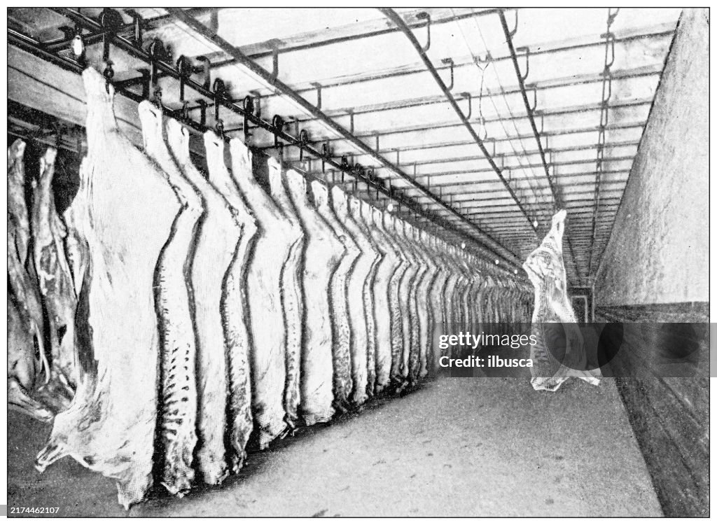 Antique image: Food industry, meat slaughterhouse, beef cooler