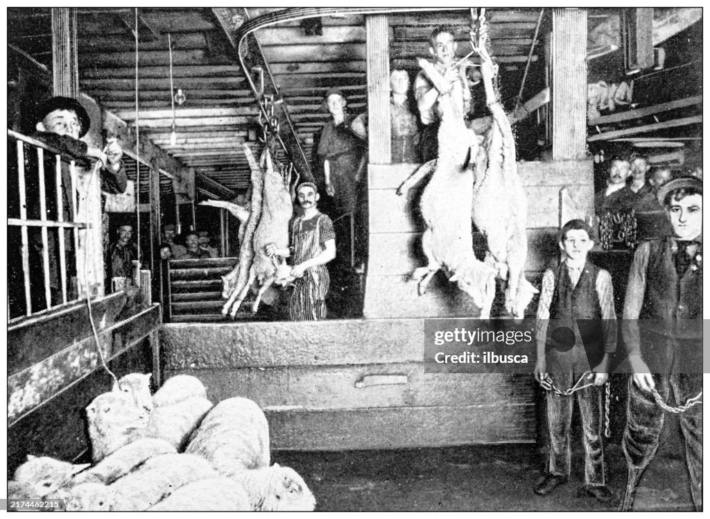 Antique image: Food industry, meat slaughterhouse, sheep
