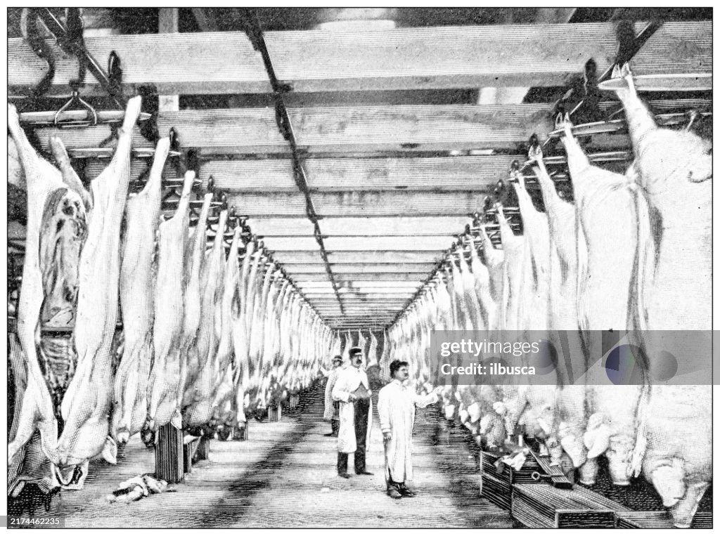 Antique image: Food industry, meat slaughterhouse, inspectors marking pork