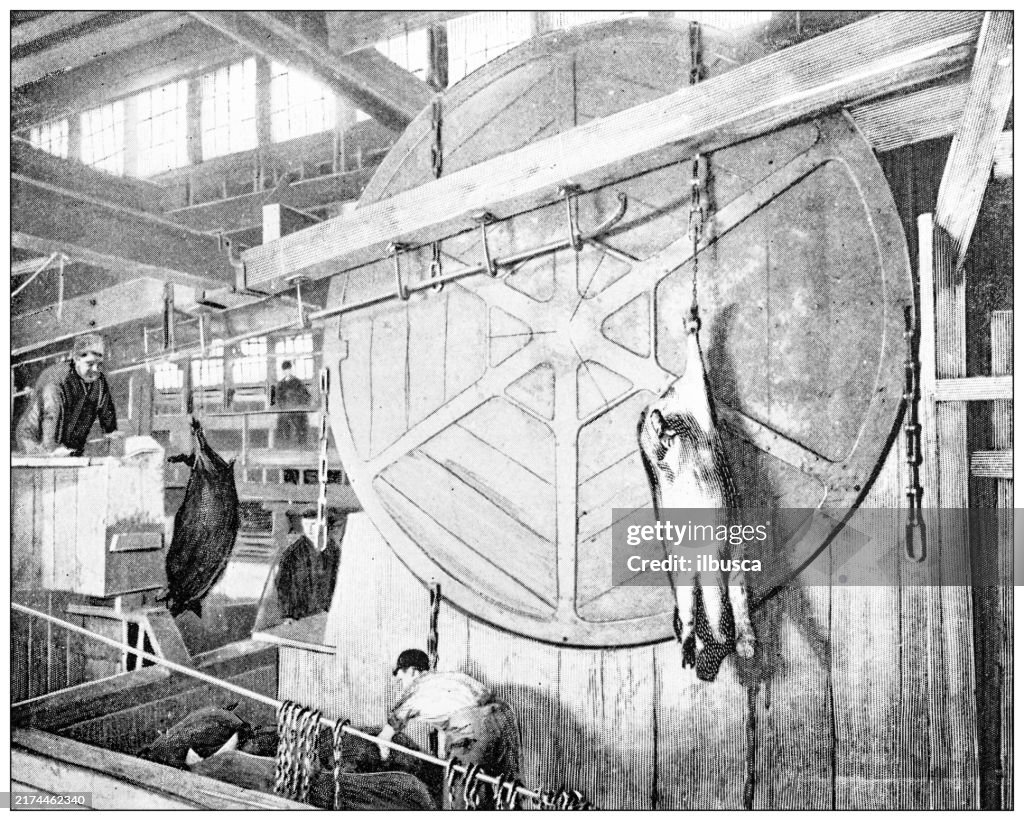 Antique image: Food industry, meat slaughterhouse, Hoisting hogs