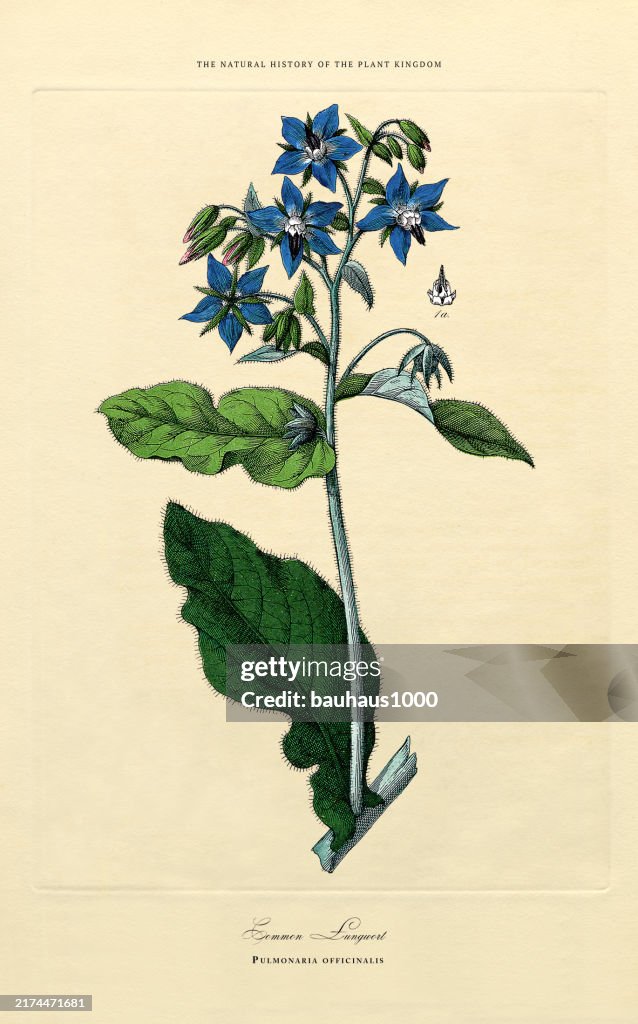 Ornamental Plants, Plant Kingdom, Victorian Botanical Illustration, Circa 1853