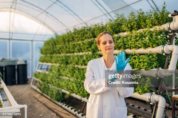 die gewächshaustechnologin bereitet sich auf die qualitätskontrolle im gewächshaus vor und zieht schutzhandschuhe an - rucola stock-fotos und bilder