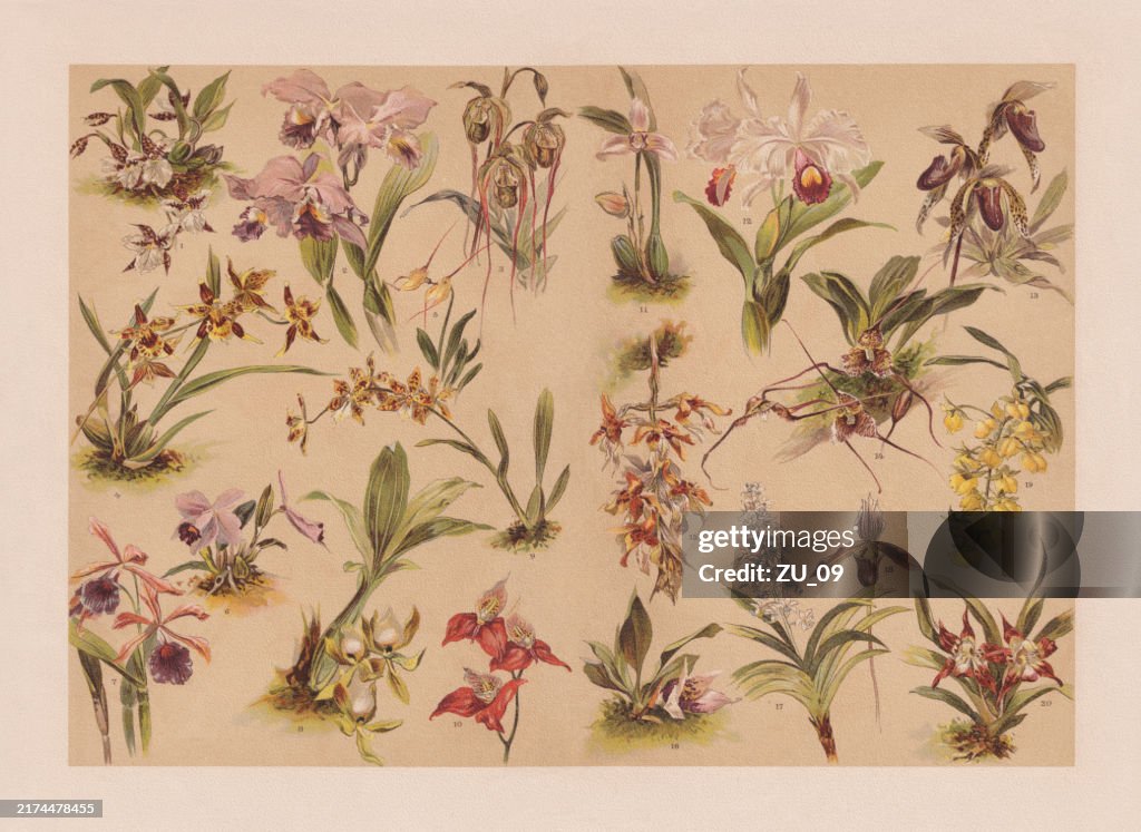 Orchids, chromolithograph, published in 1900