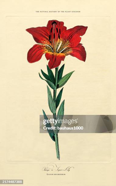 Lilium Or Lily Plants Victorian Botanical Illustration High-Res