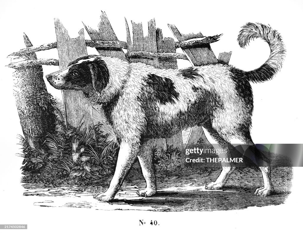 Terranova dog or Newfoundland woodcut illustration 1842
