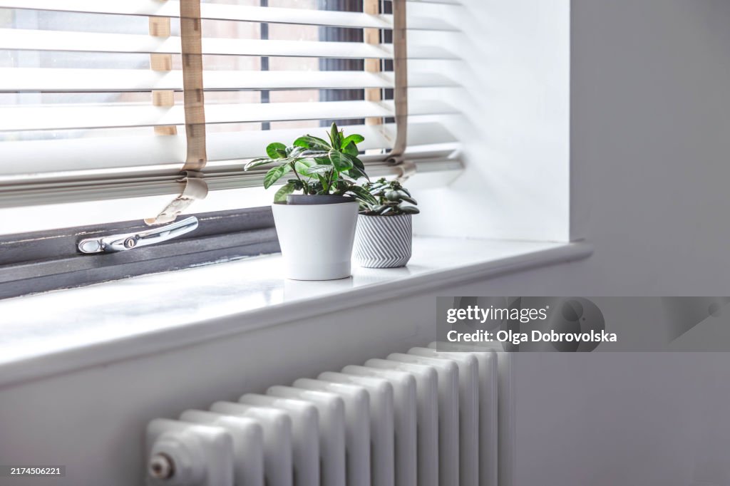 Potted plants on the window sill