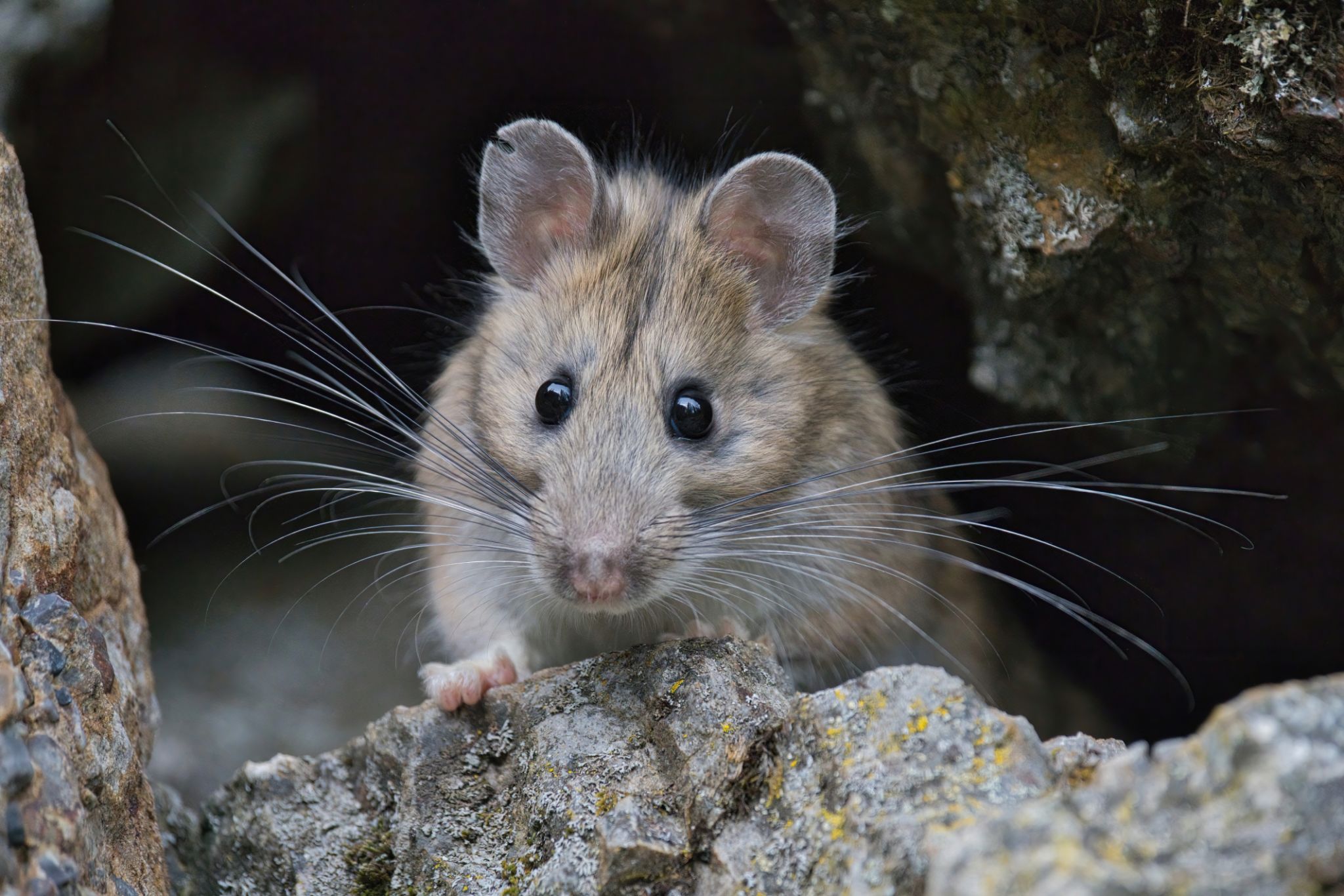 Close-up of bushy-tailed Wood rat, packrat, in the rocks Close-up of bushy-tailed Wood rat, packrat, in the rocks