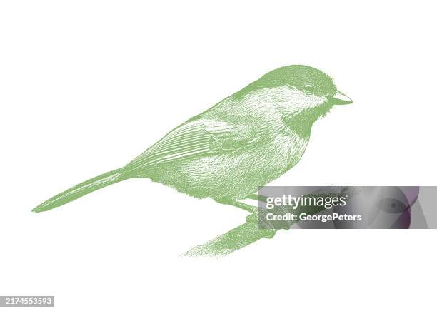 black-capped chickadee - chickadee stock illustrations