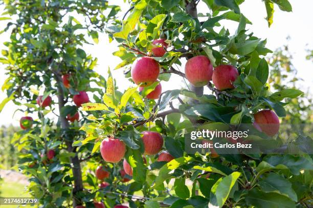 red apple tree - apple tree stock pictures, royalty-free photos & images