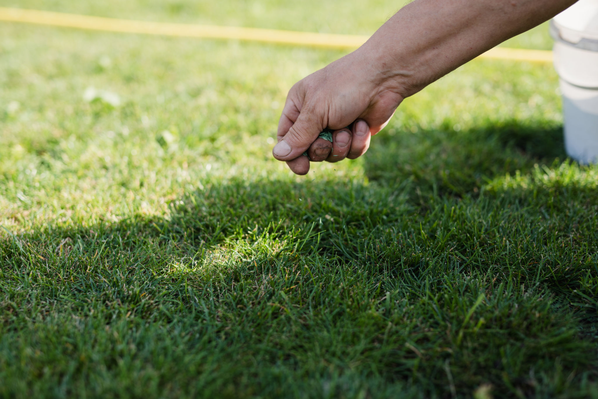 overseeding grass