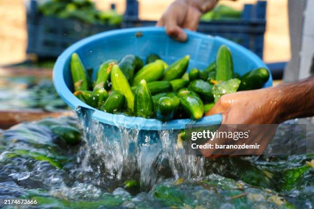 draining water from cucumbers in blue basket - cucumber stock pictures, royalty-free photos & images