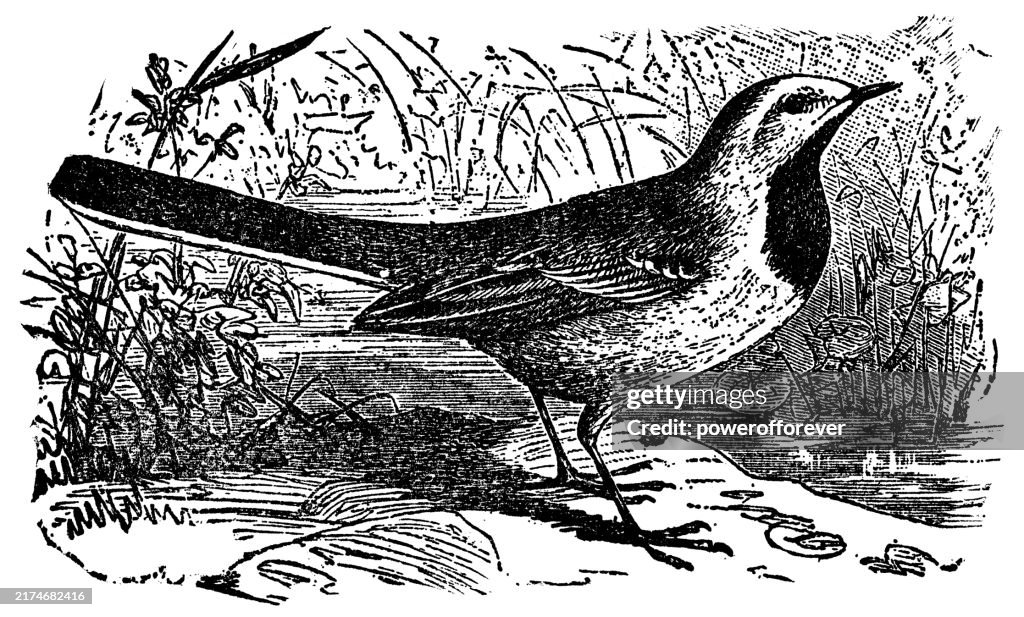 Pássaro Alvéola Branca (Motacilla Alba) - Século 19