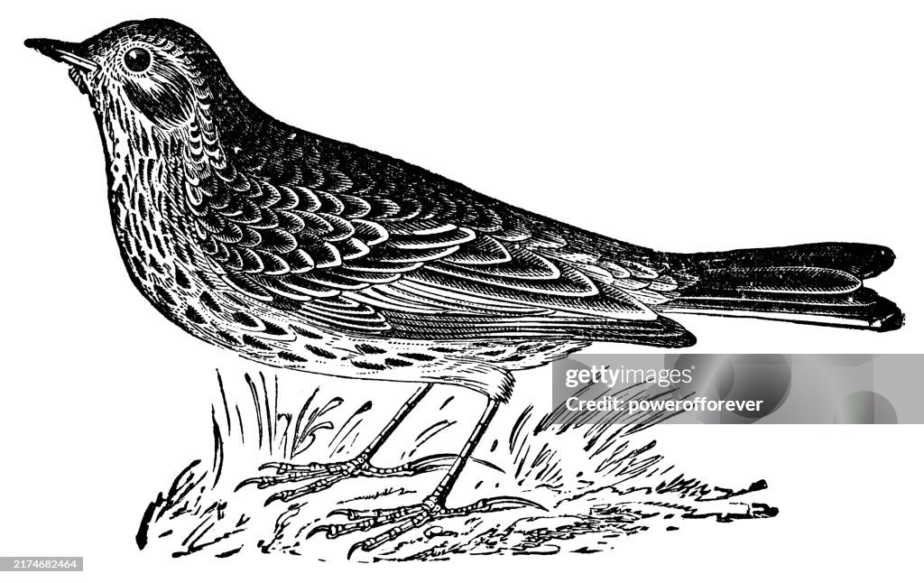 Meadow Pipit Bird (Anthus Pratensis) - 19th Century