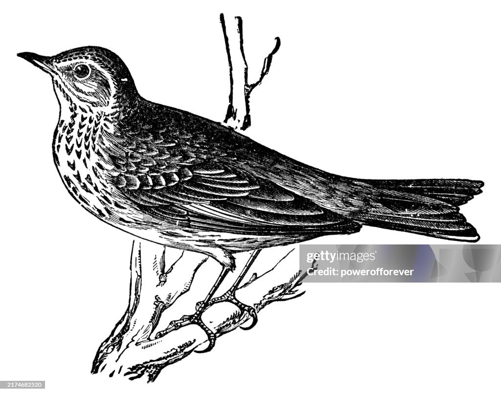 Tree Pipit Bird (Anthus Trivialis) - 19th Century